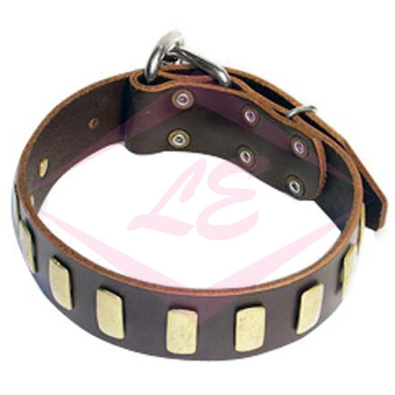 Dogs Collars