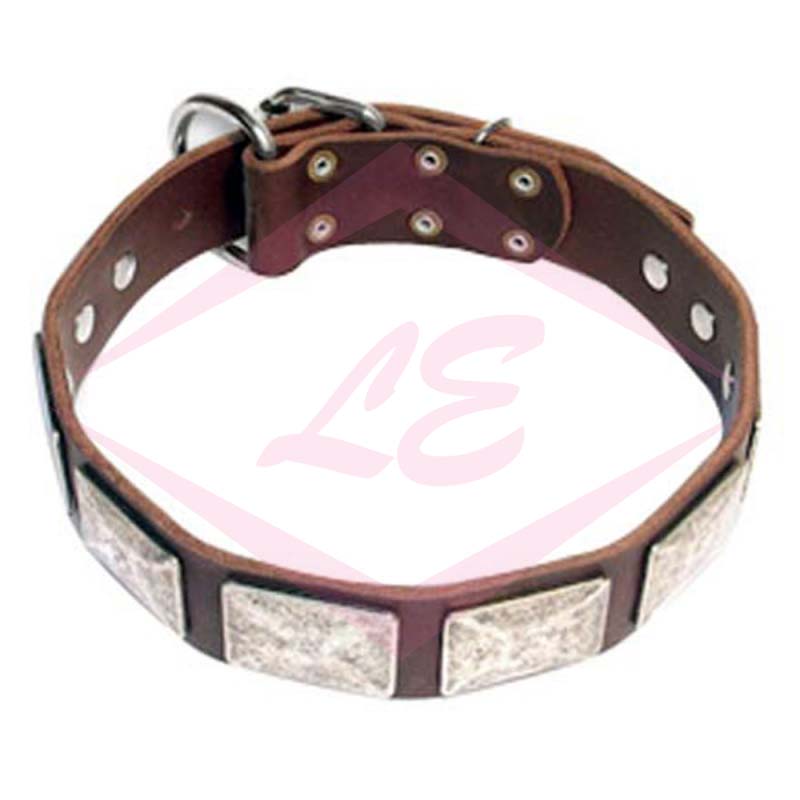 Dogs Collars