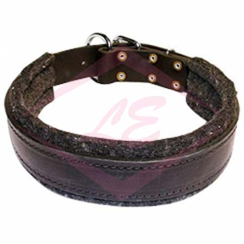 Dogs Collars
